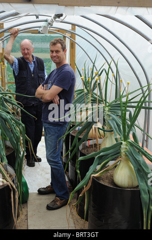 Riesigen Zwiebeln, wie Sie wachsen, Pflanzen und Kultur in Gewächshäuser und Folientunnel. Stockfoto