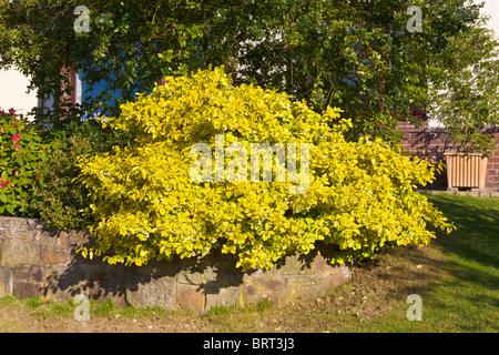 Immergrüner Strauch, Euonymus Fortunei Emerald n Gold Stockfoto