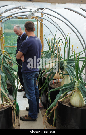 Riesigen Zwiebeln, wie Sie wachsen, Pflanzen und Kultur in Gewächshäuser und Folientunnel. Stockfoto