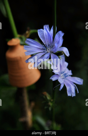 Chicorée in einen kleinen Bauerngarten Oxfordshire UK Stockfoto