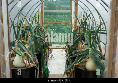 Riesigen Zwiebeln, wie Sie wachsen, Pflanzen und Kultur in Gewächshäuser und Folientunnel. Stockfoto