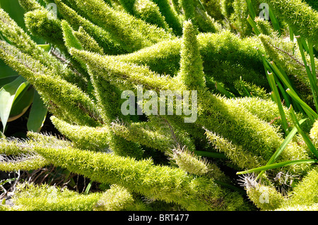 Pflanzen an der Santa Barbara Mission, Kalifornien, USA Stockfoto