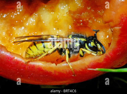 Dies ist die gemeinsame Wespe (Vespula Vulgaris) ist bekannt für seine bösartigen Sting gemeinsame im Vereinigten Königreich Stockfoto