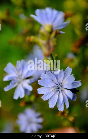 Chicorée in einen kleinen Bauerngarten Oxfordshire UK Stockfoto