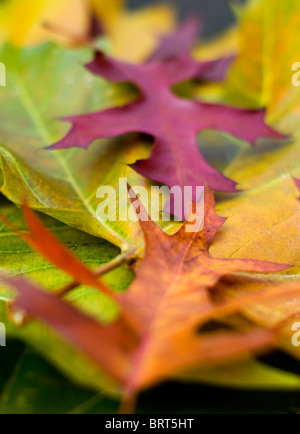 Ein Haufen von bunten Herbst Blätter Stockfoto