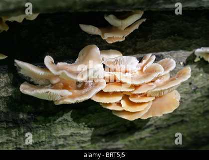 Blasse Auster Pilz Pleurotus Pulmonarius, Pleurotaceae Stockfoto