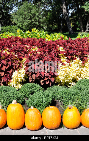 Kürbisse, Dallas Arboretum, Texas, USA Stockfoto