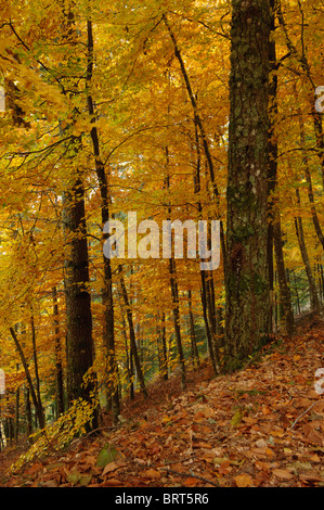 Bäume in einem Wald im Herbst Stockfoto