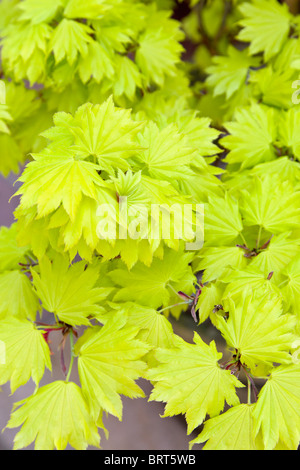 Goldene blätterte japanischer Ahorn, Acer Shirasawanum aureum Stockfoto