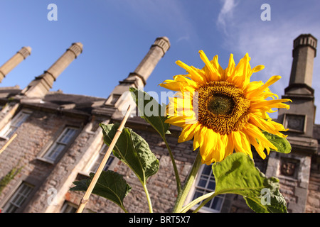 Wells Somerset UK Vikar in der Nähe Sonnenblumen im Garten des Hauses in der mittelalterlichen Vikare Schließen Stockfoto