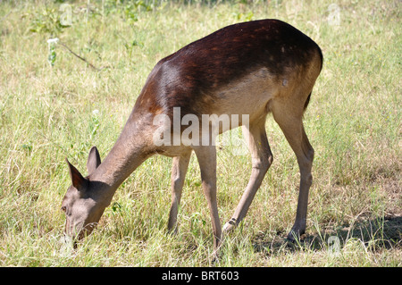 Europäische Rothirsch Reh - Cervus elaphus Stockfoto
