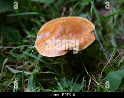 Greville oder Lärche Bolete Pilz, Suillus Grevillei, Boletaceae Stockfoto