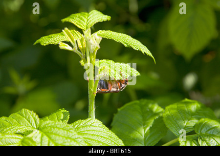 Maikäfer Käfer auf Himbeere verlässt, England, Stockfoto