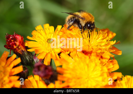 Honigbiene sammelt Nektar aus Garten Blumen Montrose Schottland Stockfoto