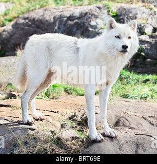 Eine junge Polarwolf steht auf Felsen. Stockfoto