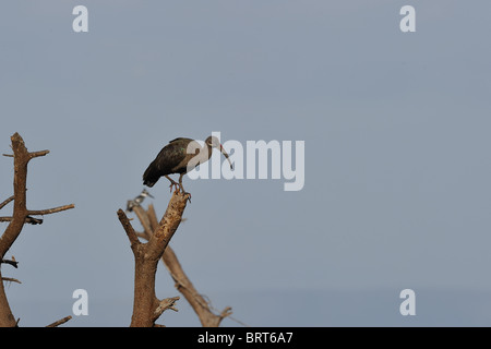 Hadada Ibis - Hadeda Ibis (Bostrychia Hagedash - Hagedashia Hagedash) bereit, von einem Baum ausziehen Stockfoto