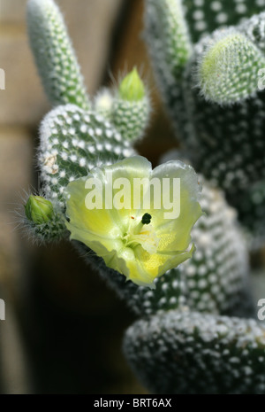 Bunny Ohren Kaktus, Bunny Kaktus oder Polka-Dot Kaktus, Opuntia Microdasys, Cactaceae, zentral- und Nordmexiko Stockfoto