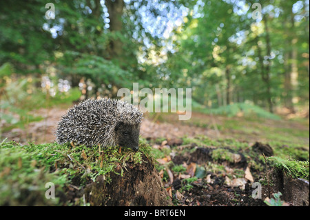 Westliche Europäische Igel (Erinaceus Europaeus) junge auf der Suche nach Nahrung in einem Wald im Herbst Stockfoto