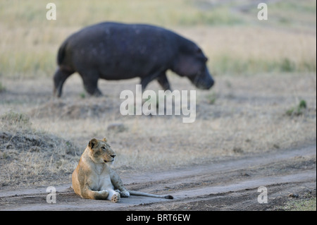 East African Lion - Massai-Löwe (Panthera Leo Nubica) & Flusspferd (Hippopotamus Amphibius) Stockfoto