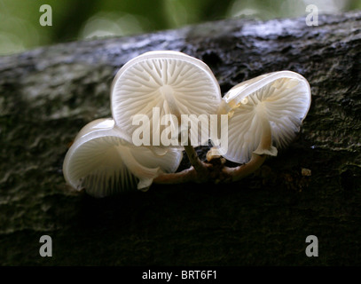 Porzellan-Pilz, schleimige Buche Cap oder pochiertes Ei Pilz, Oudemansiella Mucida, Physalacriaceae Stockfoto