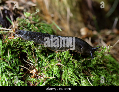 Schwarze Schnecke, Black Arion, Europäische schwarz Slug oder große schwarze Nacktschnecke, Arion Ater, Arionidae, Mollusca. Stockfoto