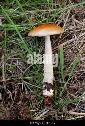 Tawny Grisette Pilz, Amanita Fulva, Amanitaceae Stockfoto