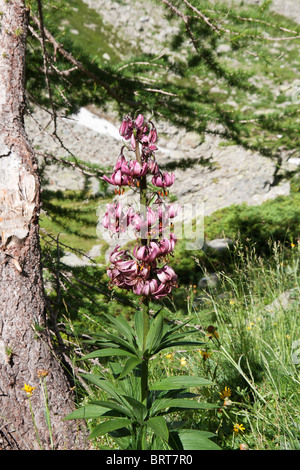 schöne Martagon Lilium Plan mit Blumen Stockfoto