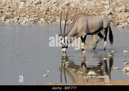 Oryx (Oryx Gazella) trinken an der Wasserstelle in der Etosha Nationalpark, Namibia Stockfoto