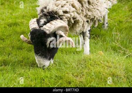 Mit seinen dicken wolliges Fell und geschwungene Hörner, ist ein Swaledale Schafen weiden in einem Hof-Feld - North Yorkshire, England. Stockfoto