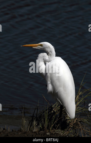 Ein Silberreiher, Ardea Alba, stehend auf den Rand des Wassers in einem Salzwiesen. Edwin B. Forsythe National Wildlife Refuge, NJ, USA. Stockfoto