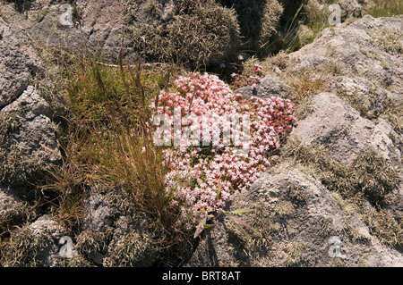 Englisch Fetthenne Sedum anglicum wachsen auf Felsen an der Lizard Halbinsel Cornwall England Großbritannien Stockfoto