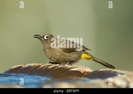 Cape Bulbul Pycnonotus Capensis Namaqualand Northern Cape in Südafrika Stockfoto