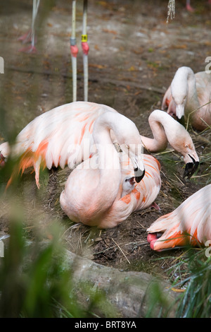 Chilenische Flamingo Fütterung der Küken in den Woodland Park Zoo - Seattle, Washington Stockfoto