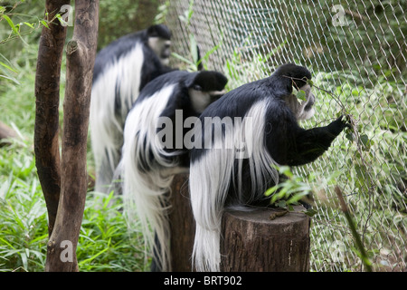 Schwarz-weiß-Colobus-Affen im Woodland Park Zoo - Seattle, Washington Stockfoto