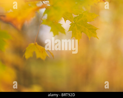 Flache Focus Foto der Vergilbung Ahorn Blätter Herbst Natur Landschaft. Ontario, Kanada. Stockfoto