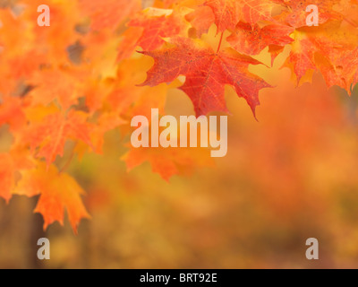 Flache Focus Foto des rot-Ahorn Blätter Herbst Natur Landschaft. Ontario, Kanada. Stockfoto