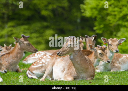 Reh im Phoenix Park in Dublin. Stockfoto