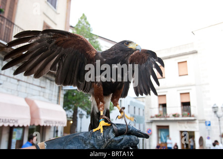 Poiana Harris Buteo habgierigen Raubtier Falknerei Italien Stockfoto