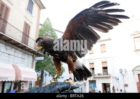 Vogel Vögel Buteo reißenden Flug räuberische Predator Falconer Falkner Falknerei Beute Jagd Jagd Jäger gierig Stifte predaceous Stockfoto