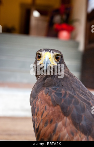 Poiana Harris Buteo habgierigen Raubtier Falknerei Italien Stockfoto