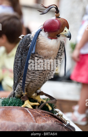 Vogel Vögel reißenden Flug räuberische Predator Falconer Falkner Falknerei Beute Jagd Jagd Jäger gierig Stifte predaceous Stockfoto