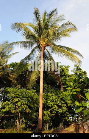 Kokospalme mit goldenen Nüssen gegenüber blauem Himmel Stockfoto