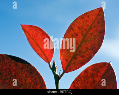 Farbige Herbstblätter von Ivy im Gauja-Nationalpark Lettlands Stockfoto