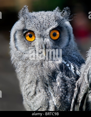 Junge weiße konfrontiert Zwergohreule Eule (Ptilopsis Leucotis) Stockfoto
