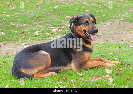 Deutscher Schäferhund Mischling auf einer Wiese liegend Stockfoto
