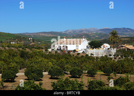Land Finca und Orange Grove, in der Nähe von Westeuropa Alora, Provinz Malaga, Andalusien, Spanien. Stockfoto