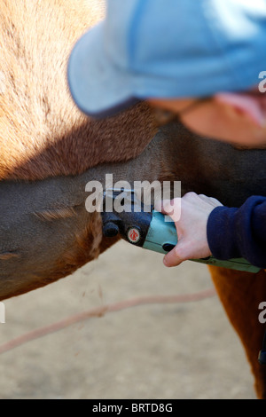 Clipping oder ein Pferd zu scheren. Eine herzförmige Motiv wurde in die Haare geschnitten Stockfoto