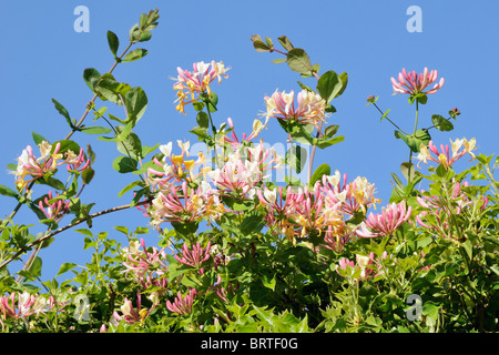 Gemeinsamen Geißblatt / Woodbine (Lonicera Periclymenum) Blüte gegen blauen Himmel, Wiltshire Garten, UK, Mai. Stockfoto