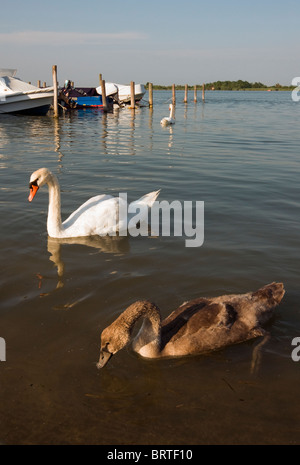 Höckerschwäne (Cygnus Olor) - Erwachsene und Jugendliche (mit braun Gefieder) in Laguna di Caorle (Lagune von Caorle), Veneto, Italien Stockfoto