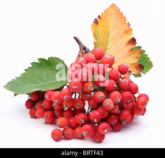 Ansammlung von Vogelbeeren auf einem weißen Hintergrund. Stockfoto
